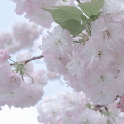 龙安FurryQQ群介绍